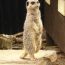 anyone seen my meerkat?