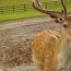 fallow deer have no manners