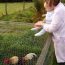 peta and sam feed the chickens