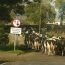 bovines: a flagrant disregard for the highway code and road safety!